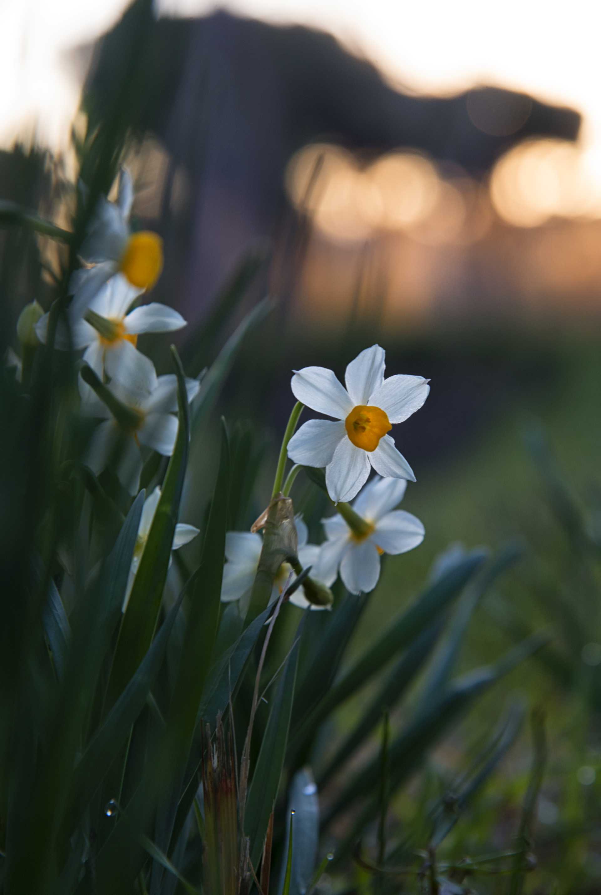 Il narciso tazzetta Narcissus tazetta